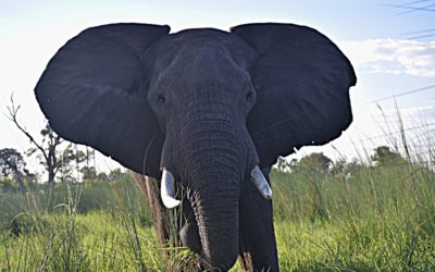 Surrounded By African Elephants: When A Magical Vacation Turns Frightening