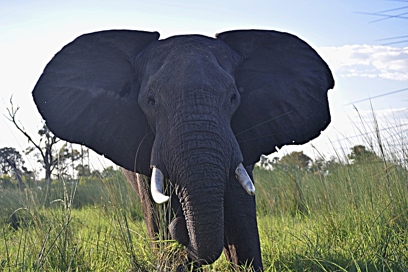 Surrounded By African Elephants: When A Magical Vacation Turns Frightening